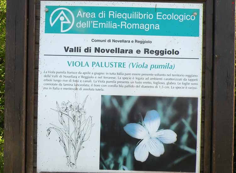 Nelle Valli di Novellara alla ricerca della Viola pumila